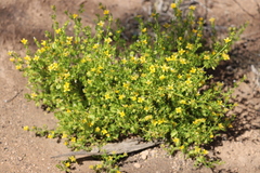 Roepera aurantiaca aurantiaca
