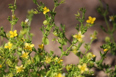 Roepera aurantiaca aurantiaca