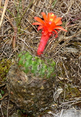 Matucana aurantiaca