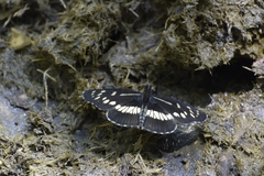 Gnathotriche exclamationis