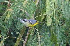 Setophaga adelaidae