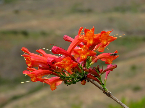 Tecoma rosifolia (Tecoma rosifolia)