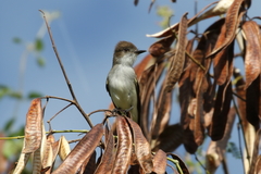 Myiarchus antillarum