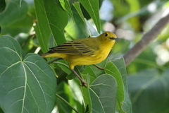 Setophaga petechia cruciana