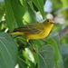 Puerto Rican Golden Warbler - Photo (c) Brooke Smith, some rights reserved (CC BY), uploaded by Brooke Smith