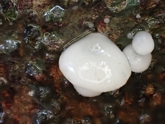 Crepidotus stipitatus