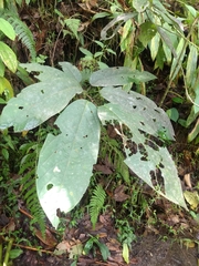 Passiflora arborea