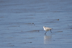 Calidris alba