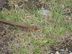 Galvarinus chilensis