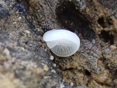 Crepidotus stipitatus