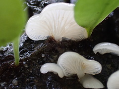 Crepidotus stipitatus