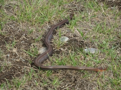 Galvarinus chilensis