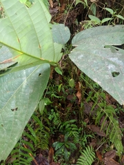Passiflora arborea