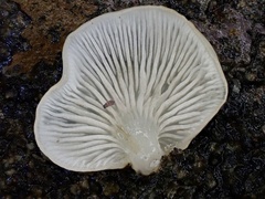 Crepidotus stipitatus