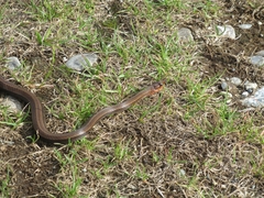 Galvarinus chilensis