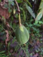 Passiflora arborea