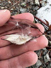 Asclepias cordifolia