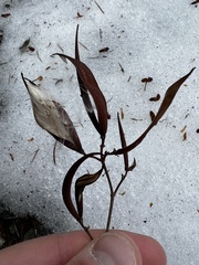 Asclepias cordifolia