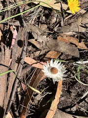 Xerochrysum papillosum