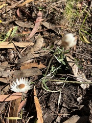 Xerochrysum papillosum