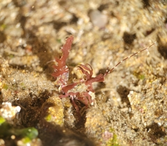 Lebbeus lagunae