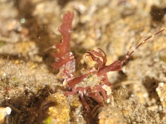 Lebbeus lagunae