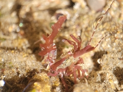Lebbeus lagunae