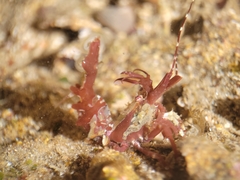 Lebbeus lagunae