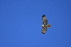 Buteo jamaicensis
