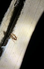 Parellipsidion latipenne