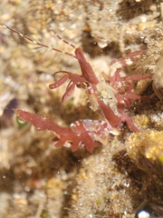 Lebbeus lagunae