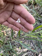 Arthropodium milleflorum