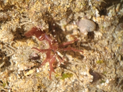 Lebbeus lagunae