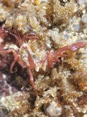 Lebbeus lagunae