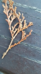 Chamaecyparis formosensis