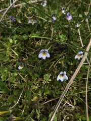 Euphrasia dyeri