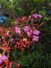 Monochaetum meridense