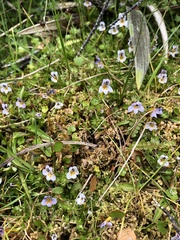 Euphrasia dyeri