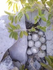Epithelantha unguispina unguispina