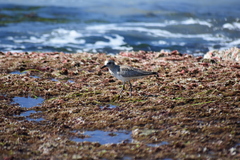 Pluvialis squatarola