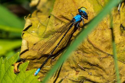 Blue-fronted Dancer photo 3