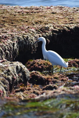 Egretta thula
