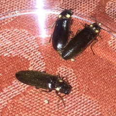 Phanophorus perspicax