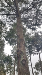 Chamaecyparis formosensis