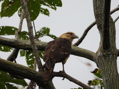 Daptrius chimachima