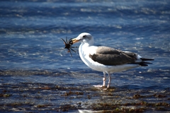 Larus occidentalis