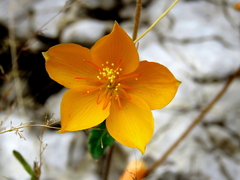 Mentzelia scabra chilensis