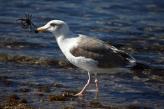 Larus occidentalis