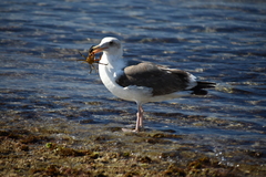 Larus occidentalis