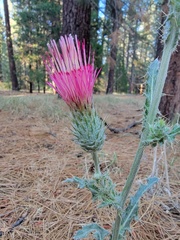 Cirsium andersonii
